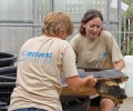 Στους εθελοντές «χελωνάδες» αυτά τα ερπετά οφείλουν την επιβίωση τους